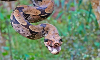 Le boa possède du venin. Vrai ou faux ?
