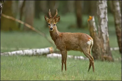 Comment appelle-t-on un chevreuil âgé de 6 à 12 mois ?
