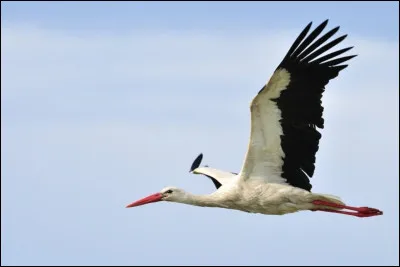 Quel est le nom de cet oiseau ?