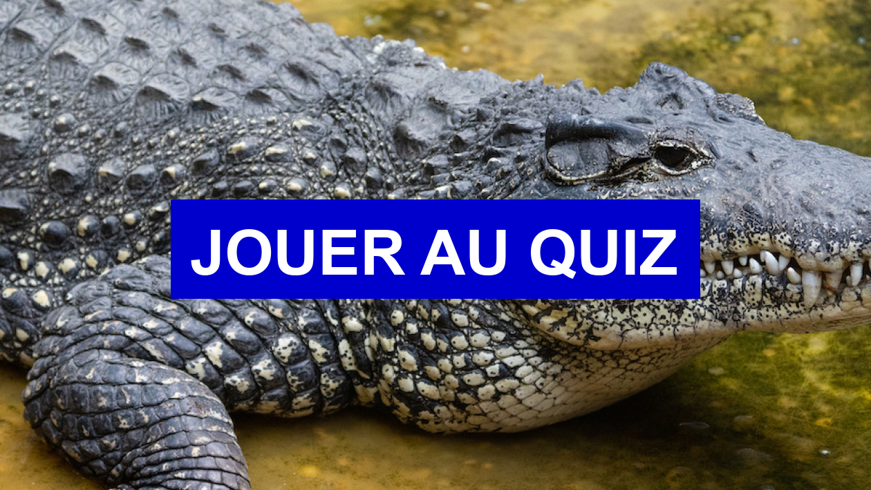 Quiz Animaux