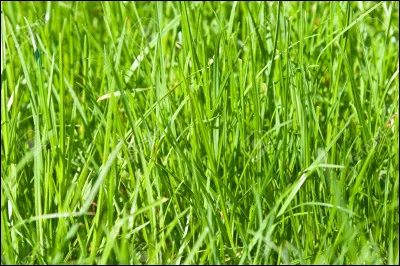 Quelle est la nuance de la couleur "Sinople" ?