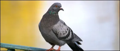 Quelle est la nuance de la couleur "colombin" ?