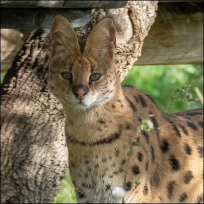 Quel est ce félin ?