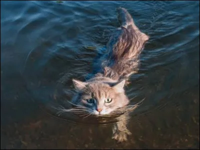 Quel est ce félin ?