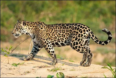 Quel est ce félin ?