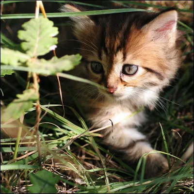 Quel est ce félin ?