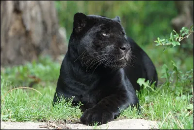 Quel est ce félin ?