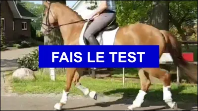 Combien de quiz as-tu créés ?