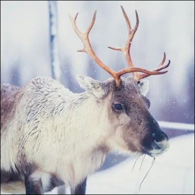 Quel est cet animal ?