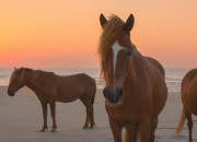 Quiz Les parties du corps des chevaux !