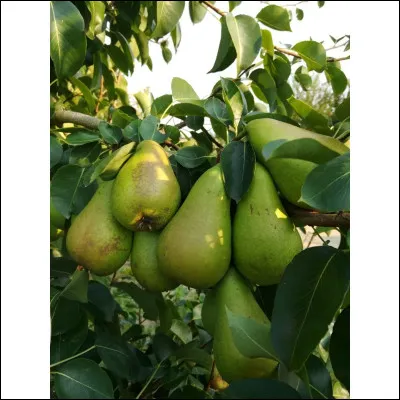 Qui, Clément Vautel met-il chez les riches, en 1920 et chez les pauvres, en 1921 ?