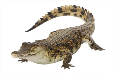 Quel est cet animal ?