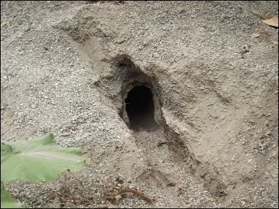 Ces chiens sont dits "dangereux".