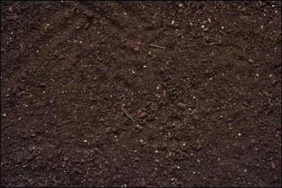 Et finissons avec un chien bien imposant !