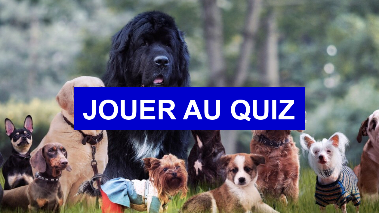 Quiz Chiens