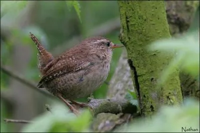 Et l'oiseau sur cette photo est...