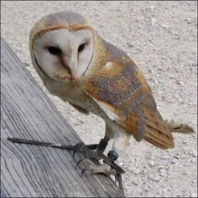 Et ce chouette oiseau est...