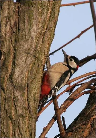 Et commment s'appelle ce petit oiseau ?