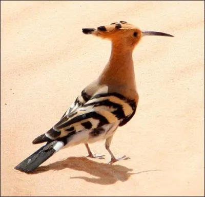 Et cet oiseau au long bec est...
