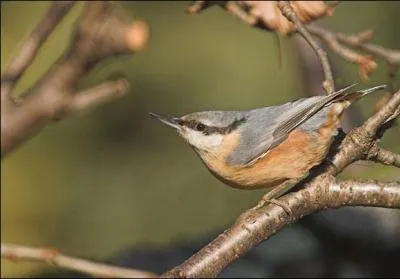 Et cet oiseau gris est...