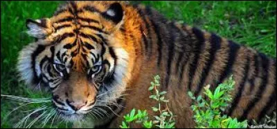 Aimes-tu les animaux ?