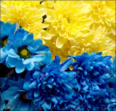 Si on mélange le bleu et le jaune, quelle couleur obtient-on ?