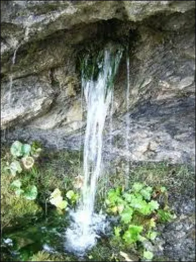 Quelle est l'utilisation, dans "La Guerre des clans", de la bile de souris ?