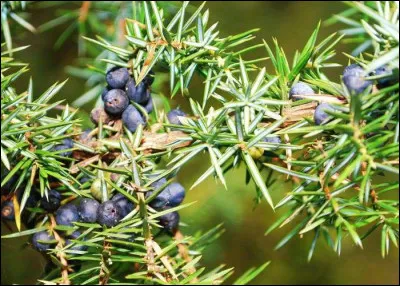 Quelles sont les utilisations, dans "La Guerre des clans", des baies de genièvre ?