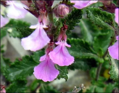 Quelles sont les utilisations, dans "La Guerre des clans", du chasse-fièvre ?