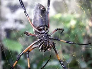 La nphile est une grosse araigne qui vit sur les hauteurs de La Runion qui peut atteindre 20cm. Malgr son aspect menaant elle est inoffensive. Son nom local est 'bibe'. Mr bibe est ...