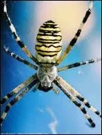 Commune en Europe cette araigne est facilement reconnaissable au dessin en forme de croix sur son abdomen. La toile qu'elle tisse peut atteindre un mtre. Il s'agit de ...