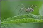 L'opilion, plus connu sous le nom de 'faucheux', ne mord pas les humains. Contrairement aux autres araignes qui ne consomment que le produit de leur chasse, le faucheux se nourrit aussi de ...