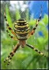 L'argiope fait partie des araignes pratiquant le cannibalisme sexuel systmatique. Que fait mr argiope aprs avoir honor mme argiope pour viter de se faire manger ?