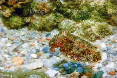 Cet animal fait partie des experts du camouflage !