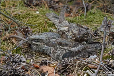 Combien voyez-vous d'animaux sur cette photo ?