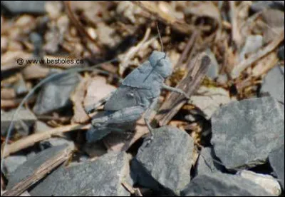 Est-ce que vous le voyez ?