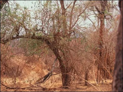 Si vous le repérez, vous verrez que cet animal crève les yeux !