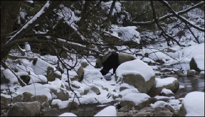 Que dire sinon que cet animal est un emblème !
