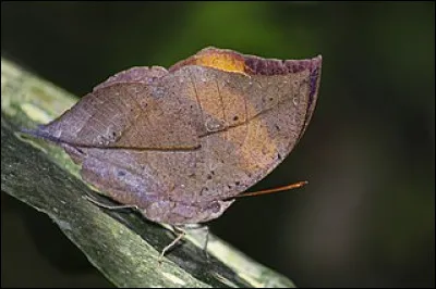 Y a-t-il un animal sur cette photo ?