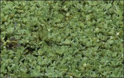 Un animal se cache sur cette photo !