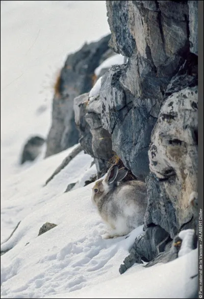 Cliquez sur la photo et trouvez le nom de l'animal !