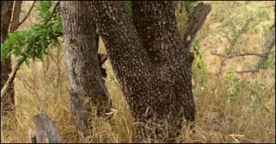 La discrétion et l'affut font partie de ses qualités !