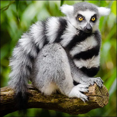 Quel est le nom de ce lémurien endémique de Madagascar ?