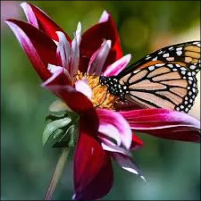 À quoi correspondent les deux "A" dans le logo du groupe pop "ABBA" ?