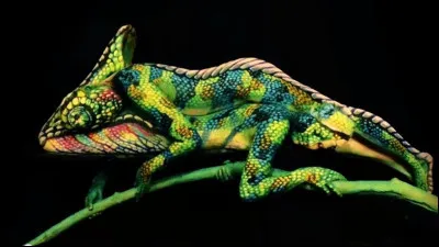 Où pouvez-vous trouver cet animal ?