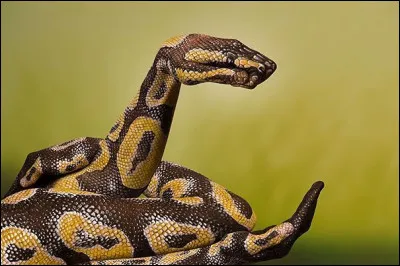 Quel département d'Outremer fançais porte quatre serpents sur son drapeau local ?