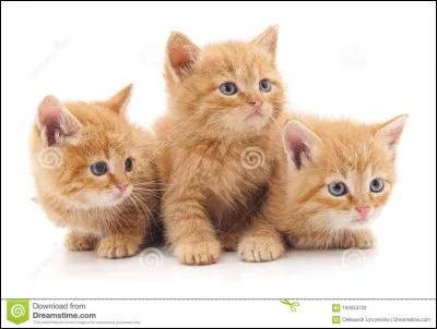 Combien a-t-il eu de lieutenants ?