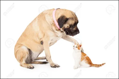 Combien a-t-il eu dapprentis ?