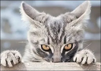 Ton animal préféré est...