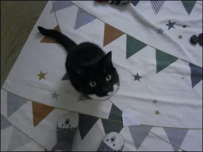 Ton animal préféré est...